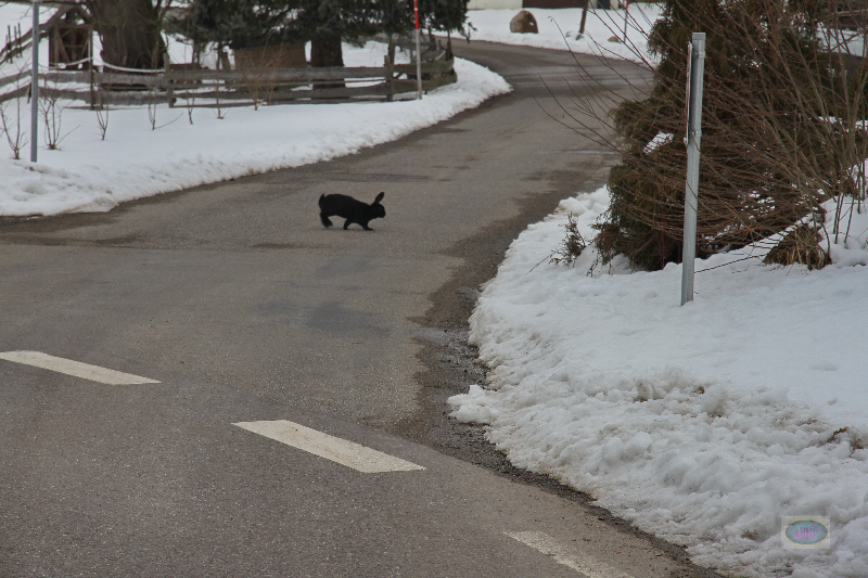 130217017_b_hasen