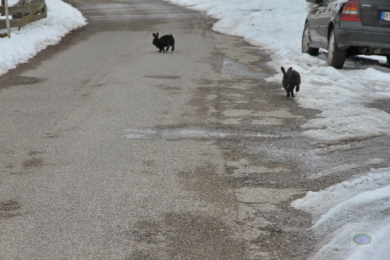 130217019_b_hasen