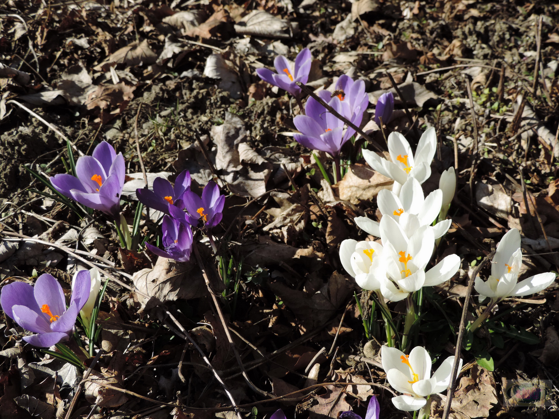 2014-03-09 14-54-05 _049_O_