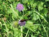 140622054_Blu_Blume mit Schmetterling