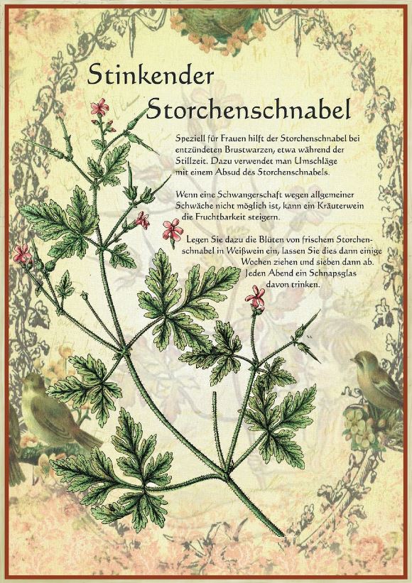 150525018_Bi2_Stinkender Storchenschnabel.JPG