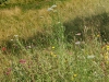 150712028_B_Jaegerhaus Blumenwiese