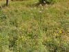 150712029_B_Jaegerhaus Blumenwiese