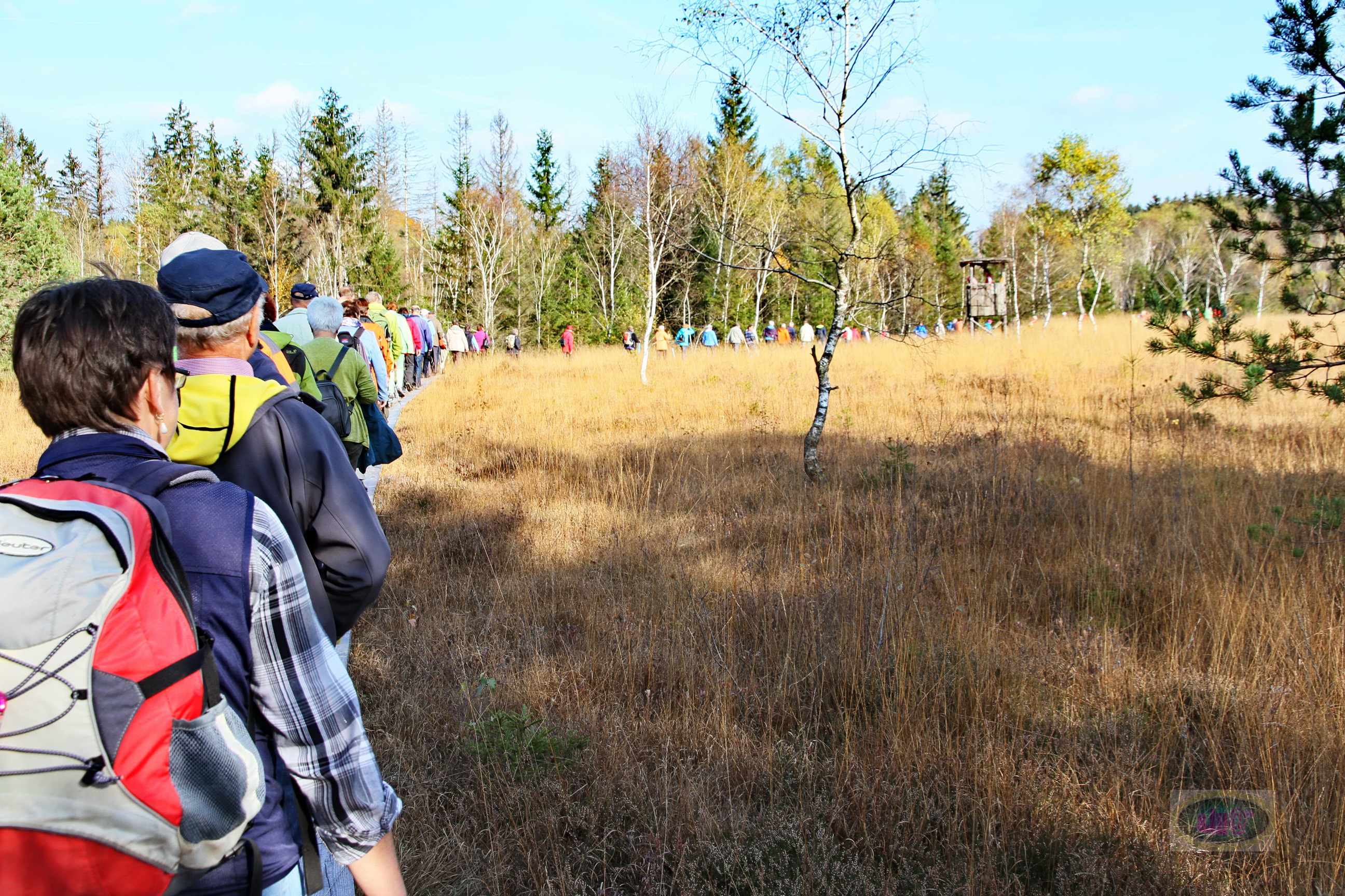 151025092_B_In Reihe und Glied durchs Hochmoor