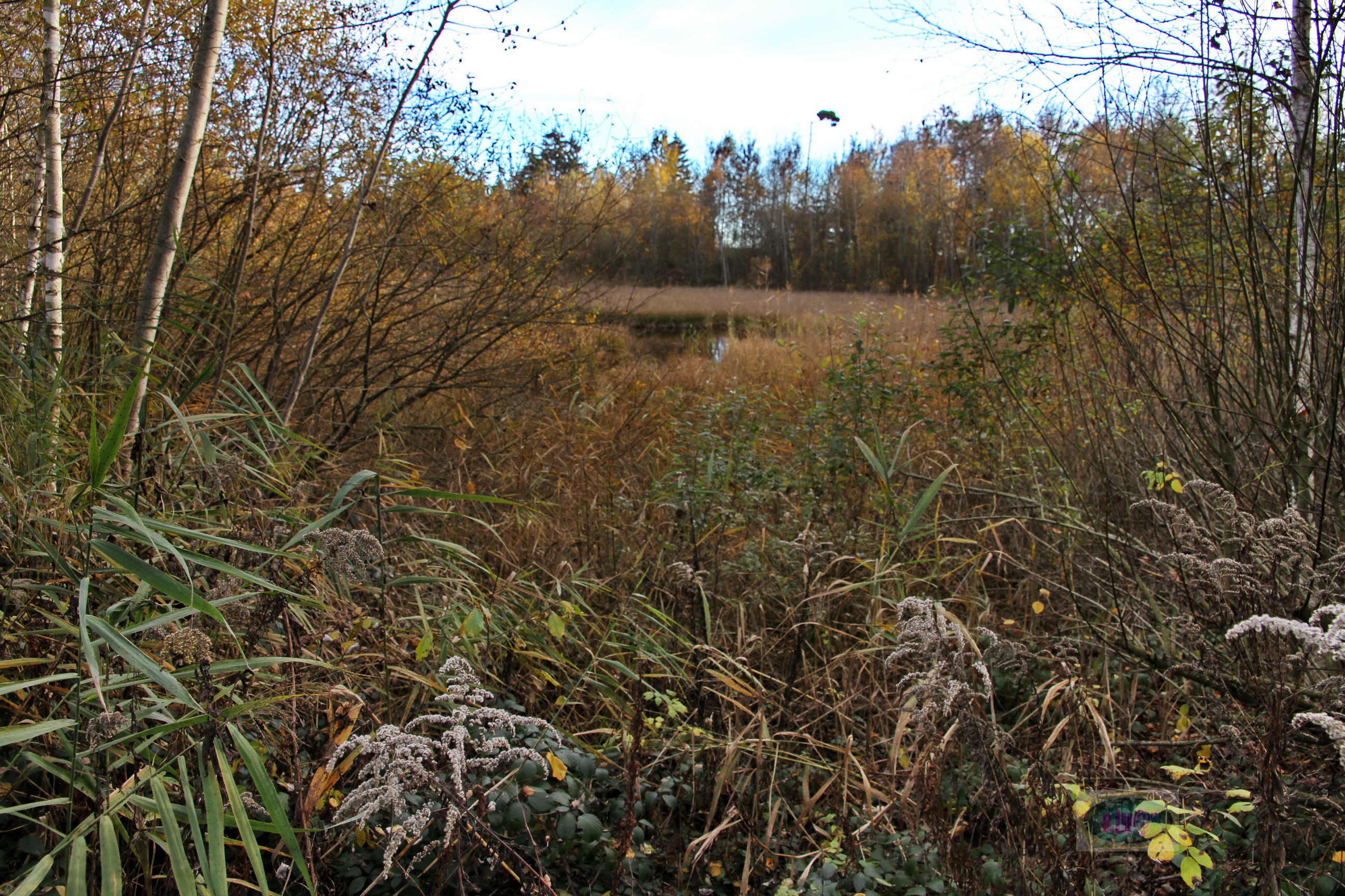 151108079_B_Moorloch Steinacher Ried