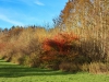 151108087_B_Steinacher Ried