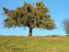 151206037_B_Misteln am Apfelbaum