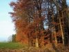 161204115_Blu_Herbstlicher Wald