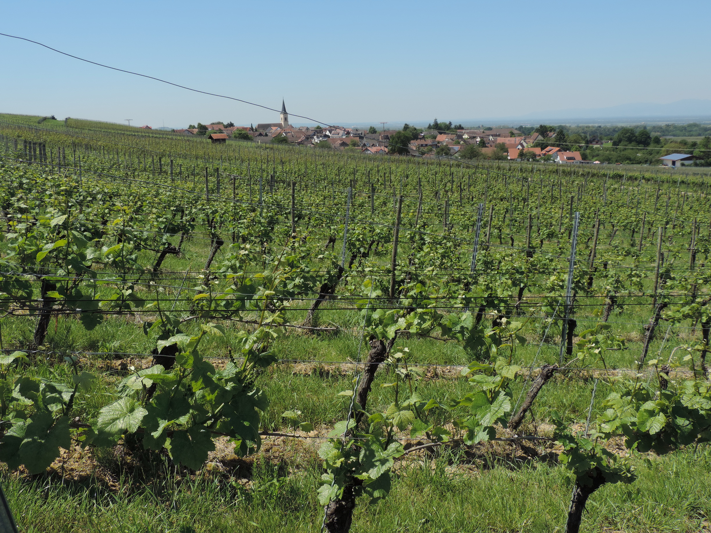 170526095_B_Dorf Ballrechten-Dottingen