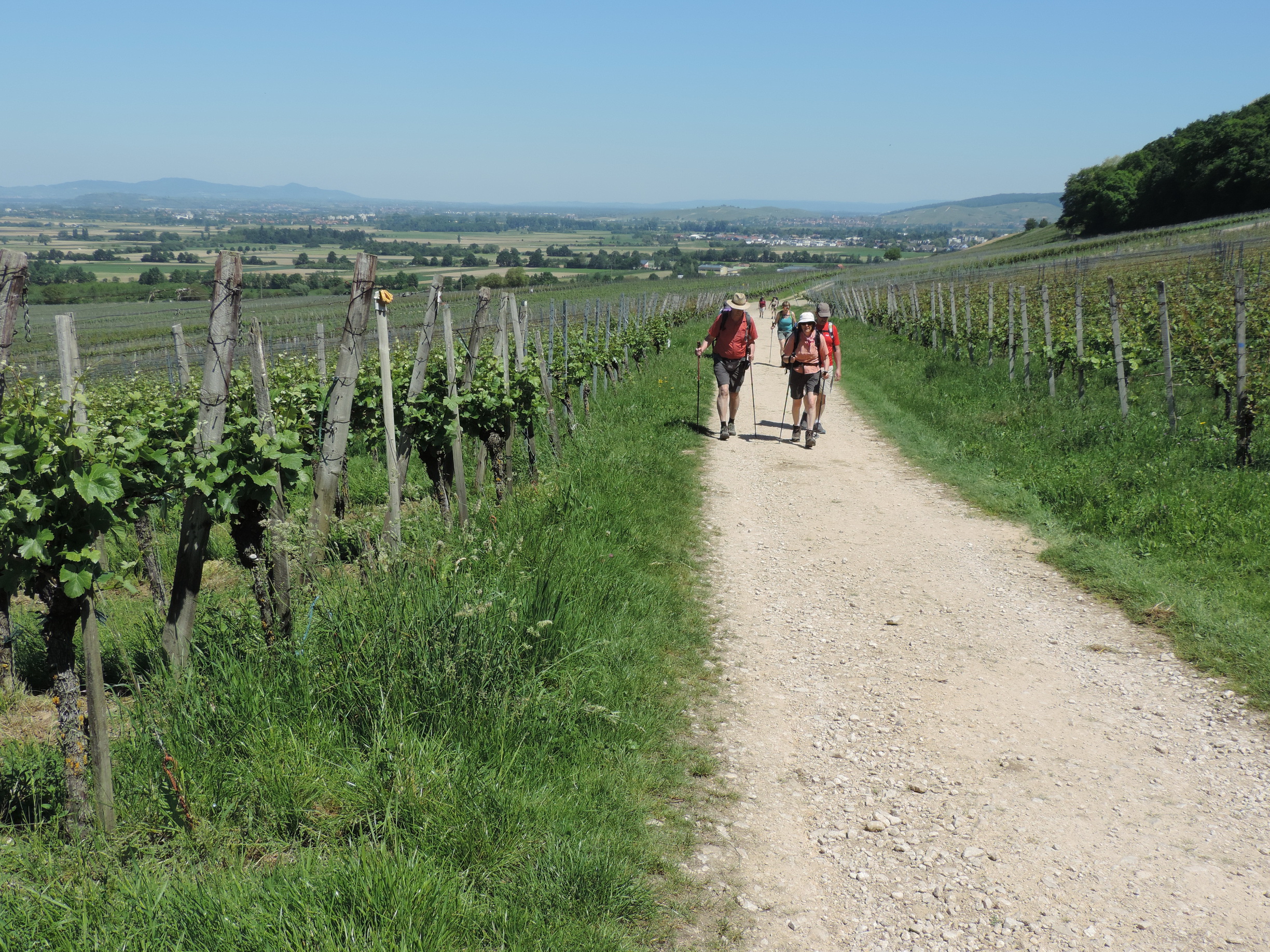 170526098_B_Durch die Weinberge