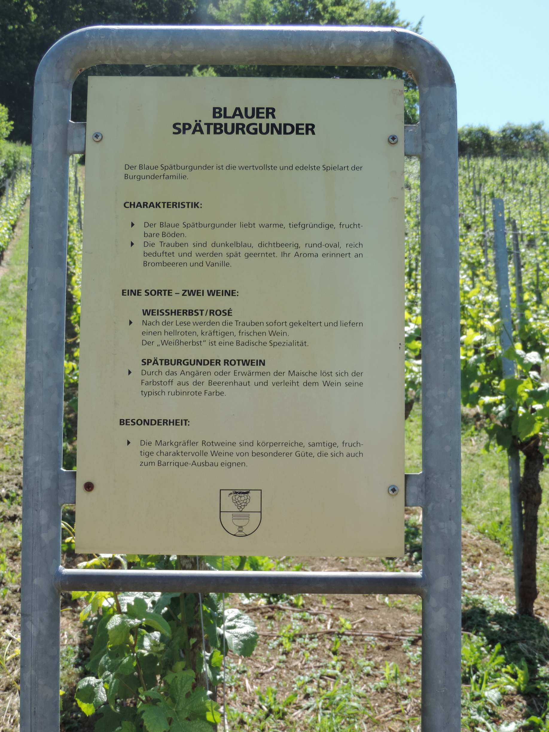 170526099_BSch_Blauer Spaetburgunder