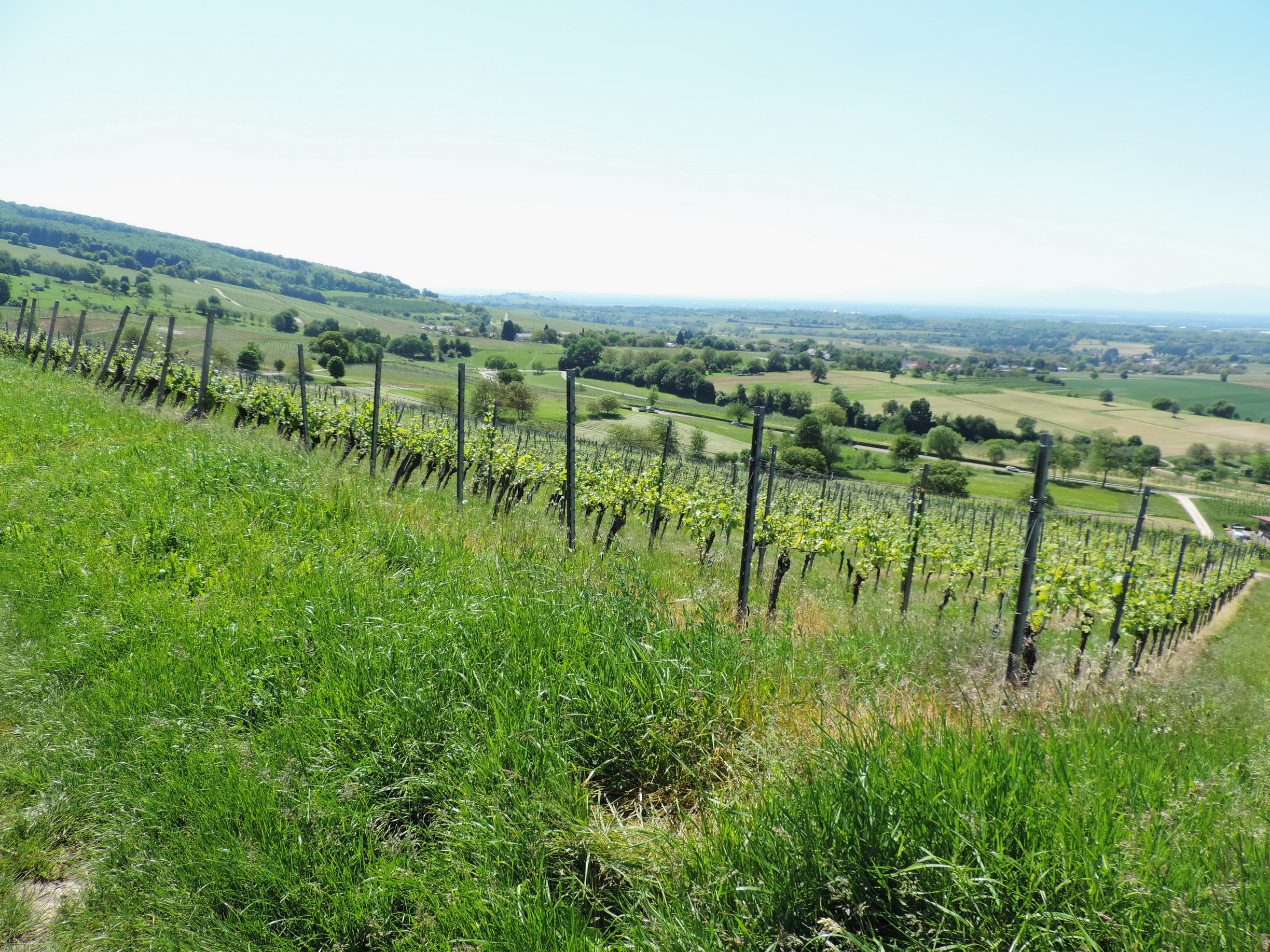 170526123_B_Durch die Weinberge
