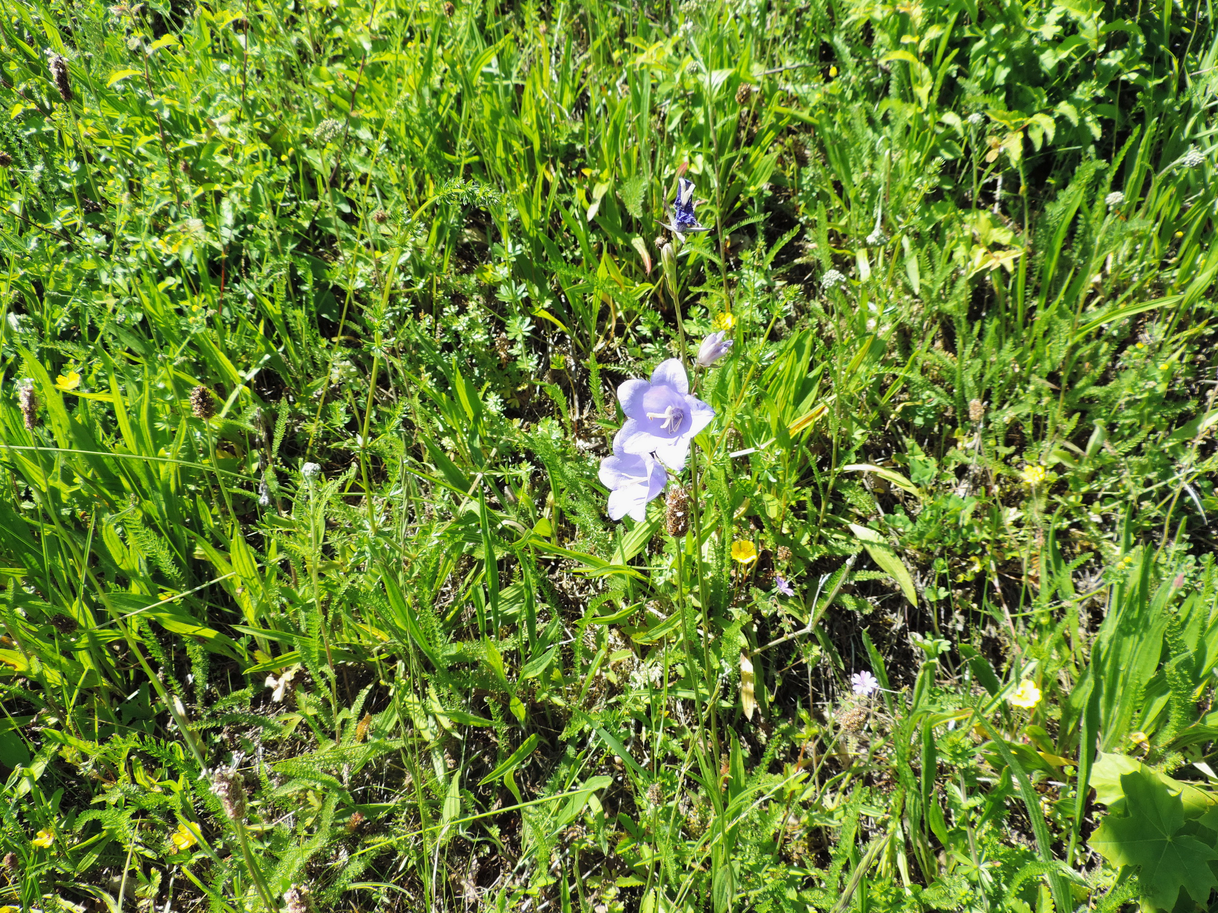 170526124_Blu_Glockenblumen