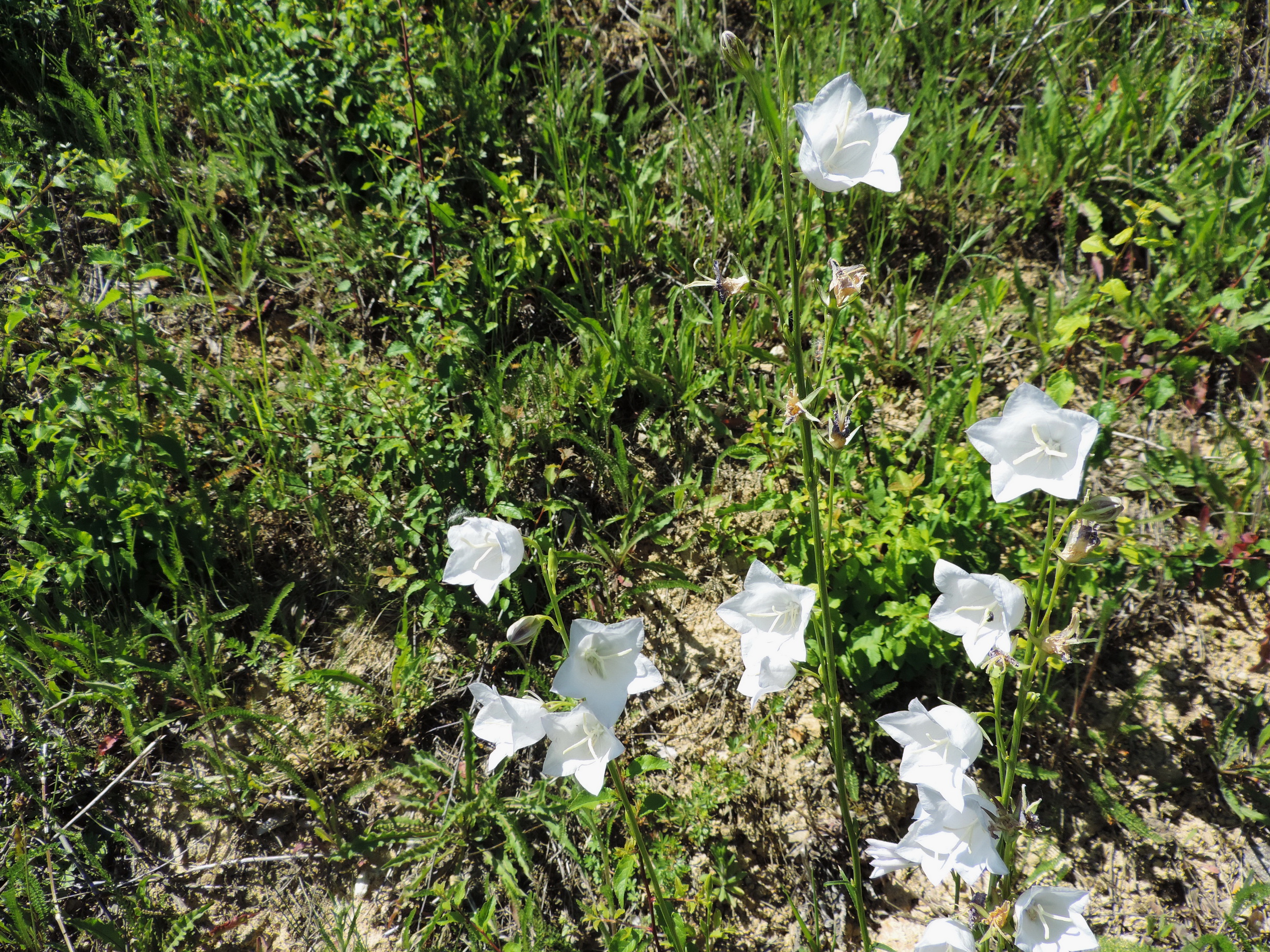170526125_Blu_Weisse Glockenblumen