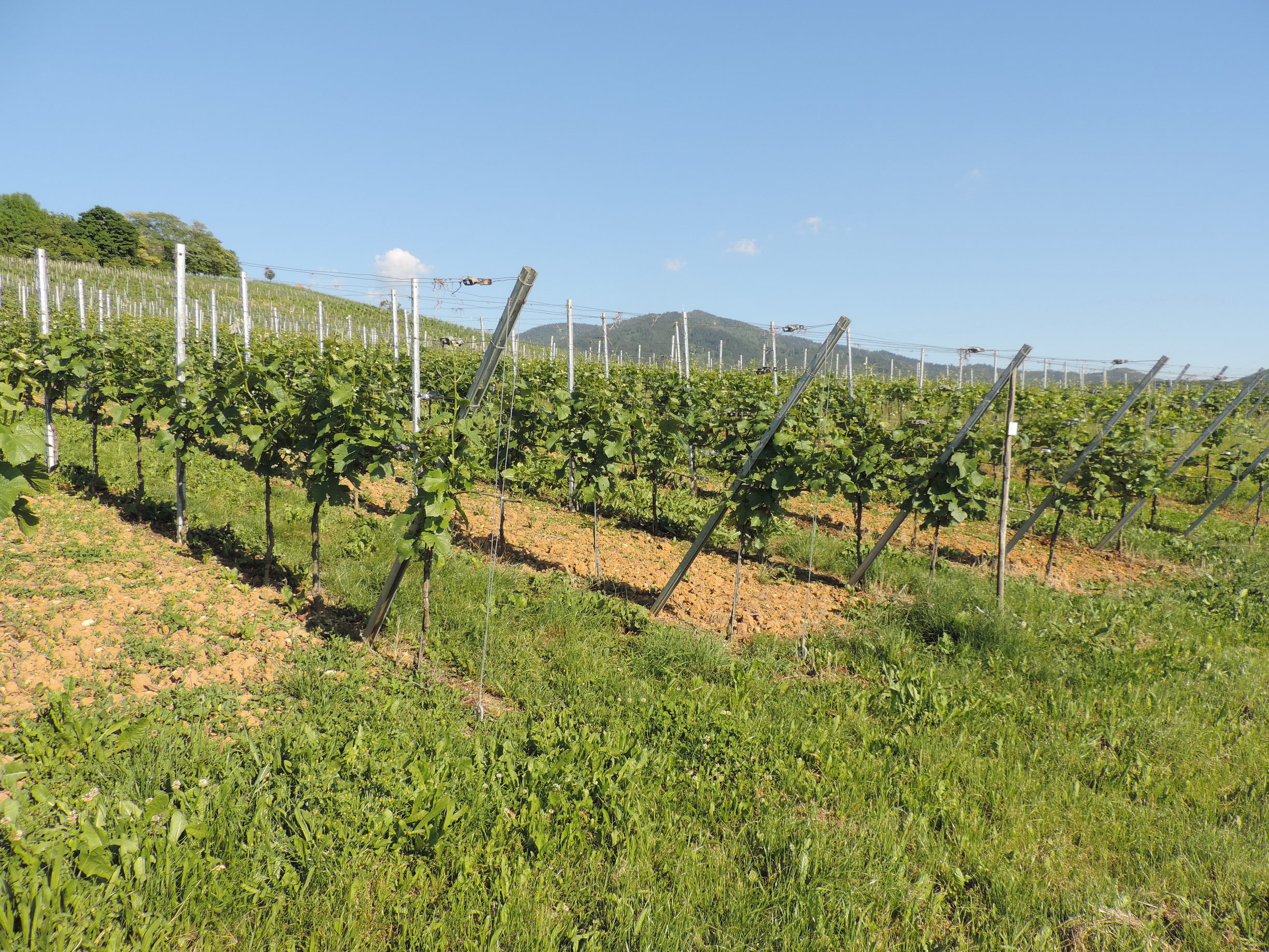 170526147_B_Weinberge