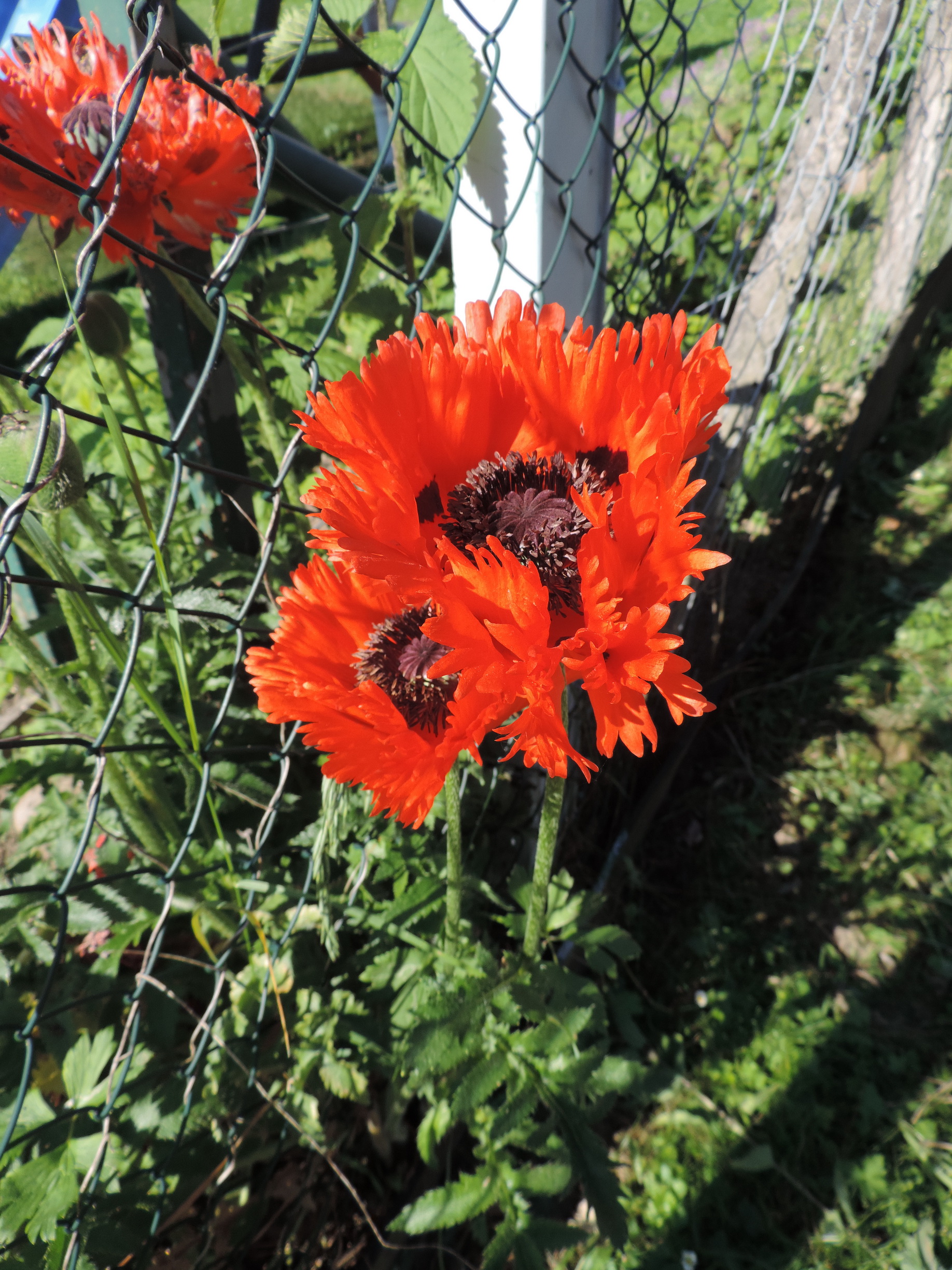 170527021_B_Mohn