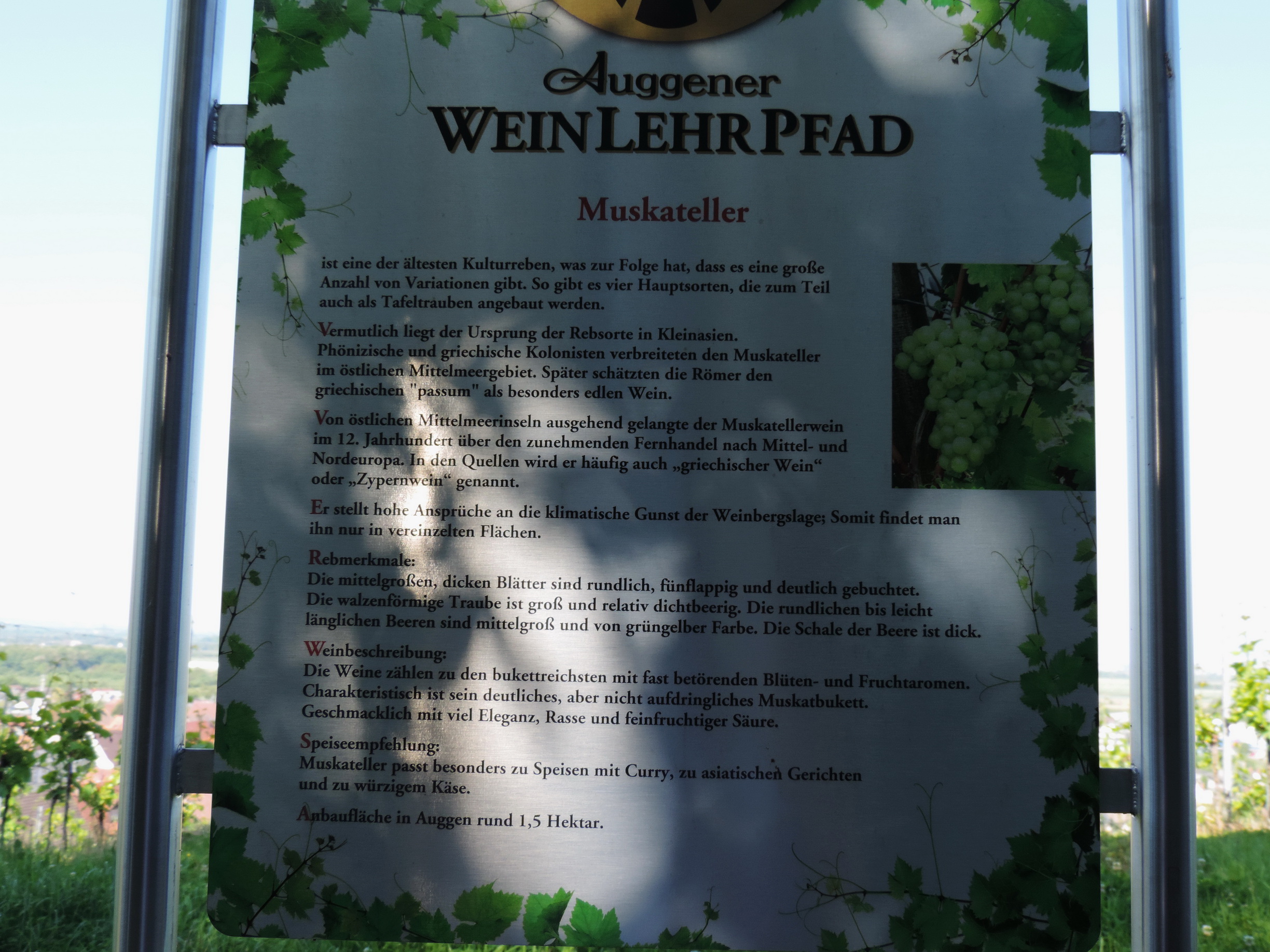 170527051_BSch_Weinlehrpfad Muskateller