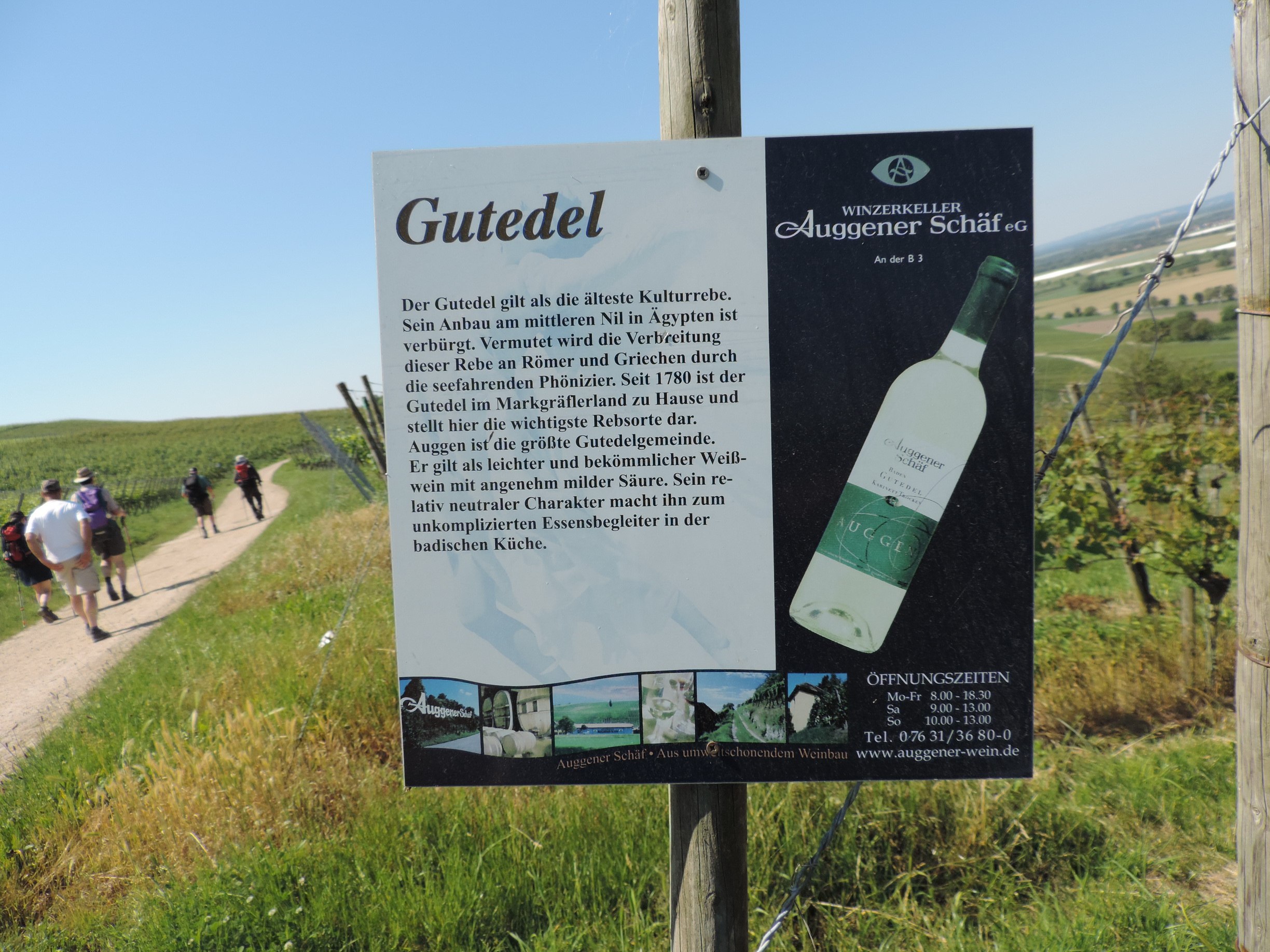 170527059_BSch_Auggner Saeff Gutedel