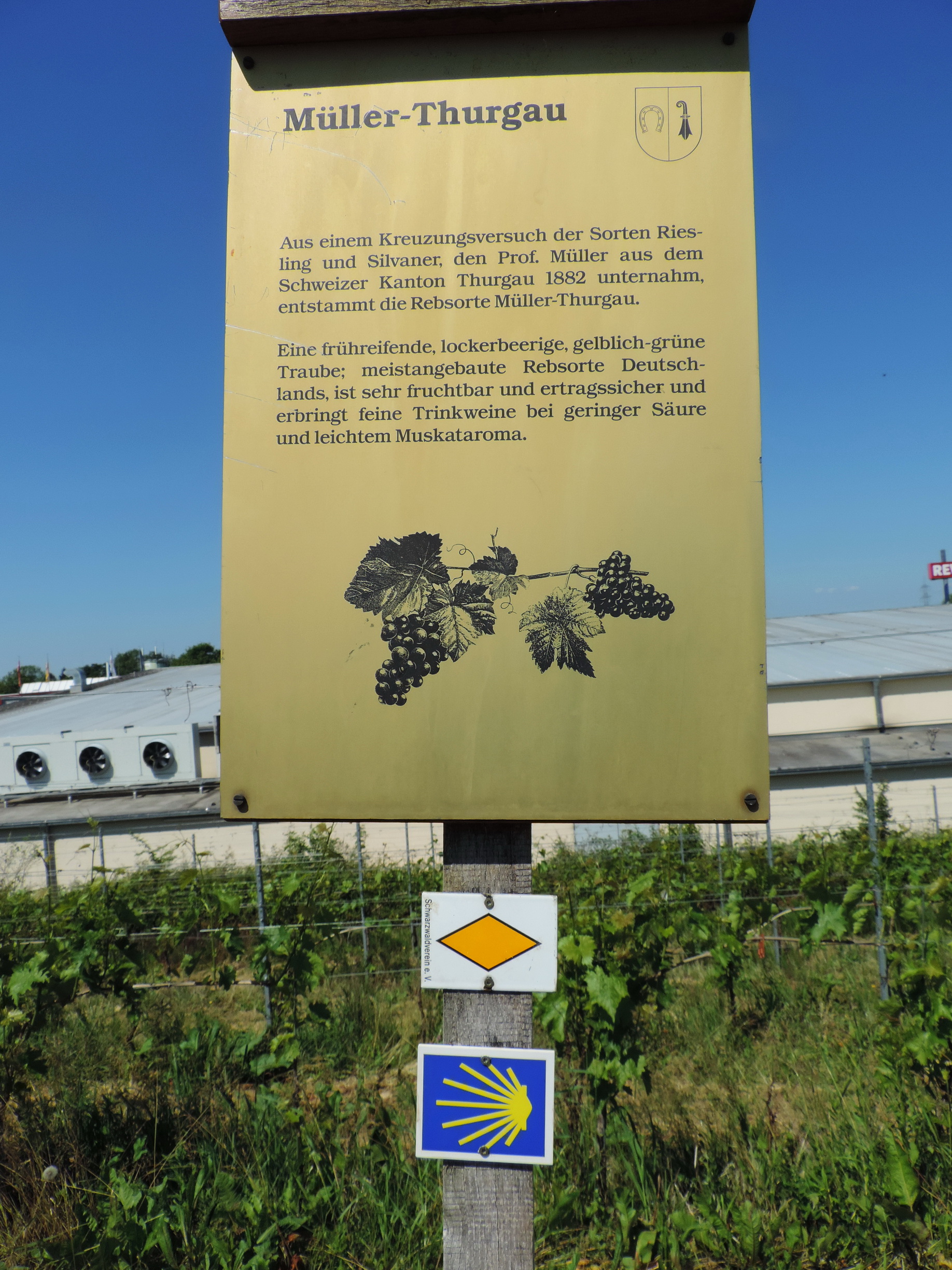170527067_BSch_Mueller-Thurgau