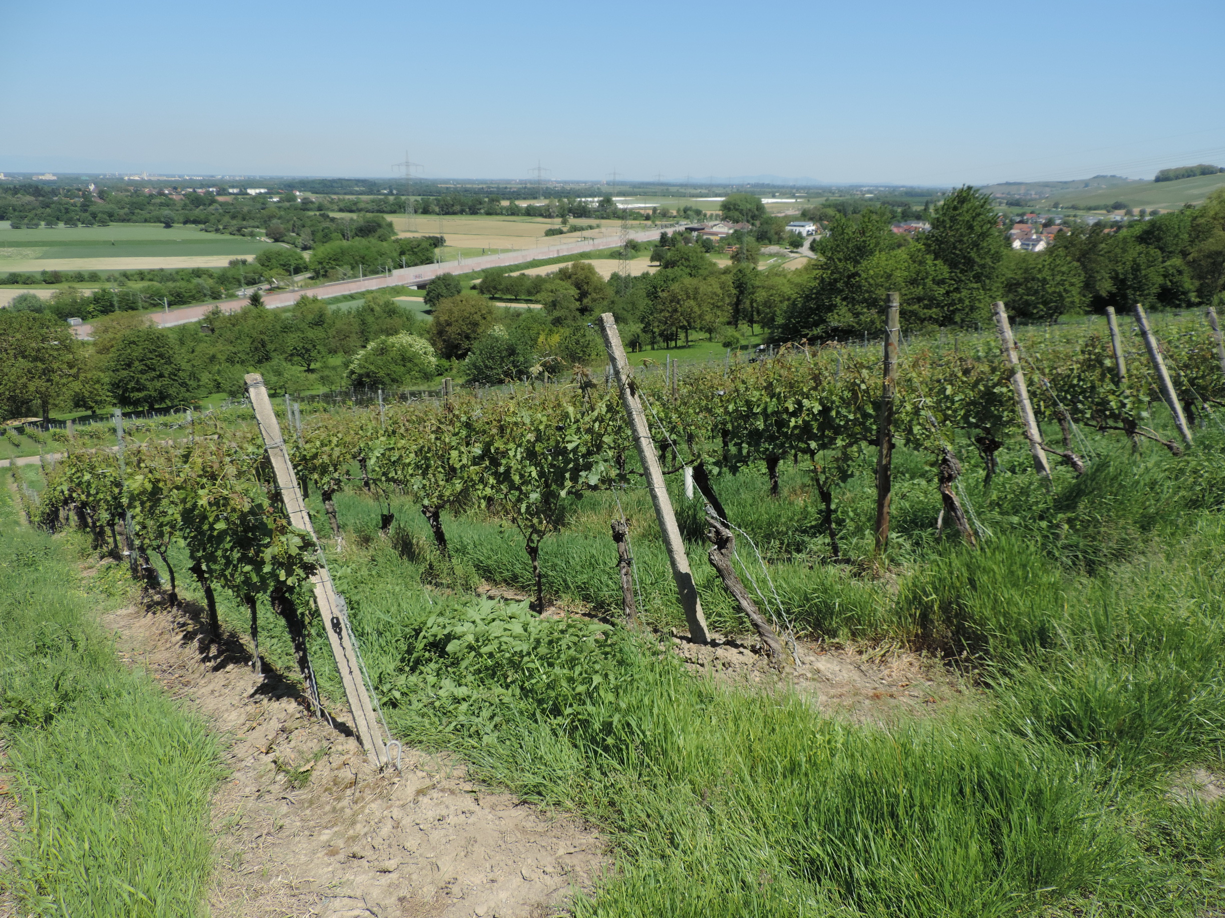 170527083_B_Weinberge Rheinebene
