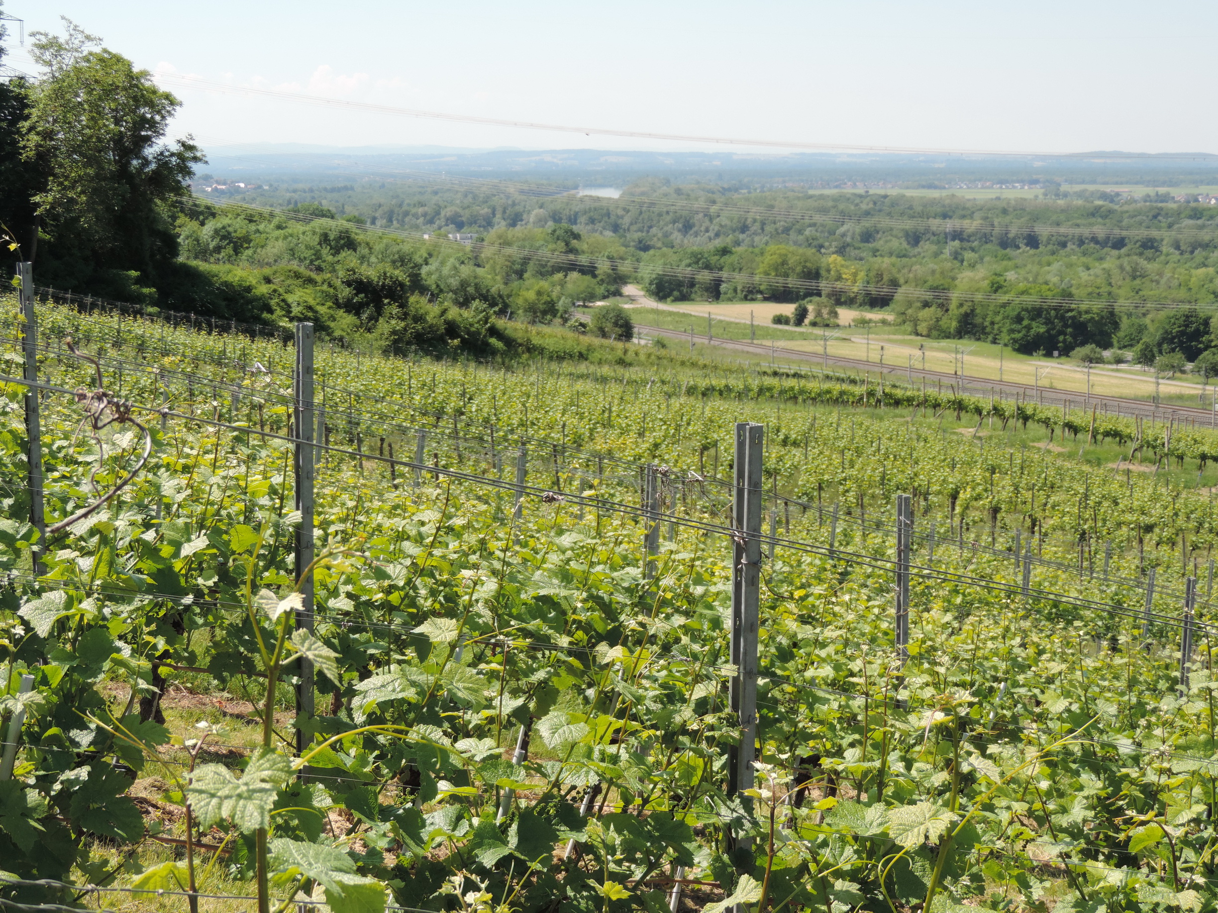 170527087_B_Weinberge Rheinebene