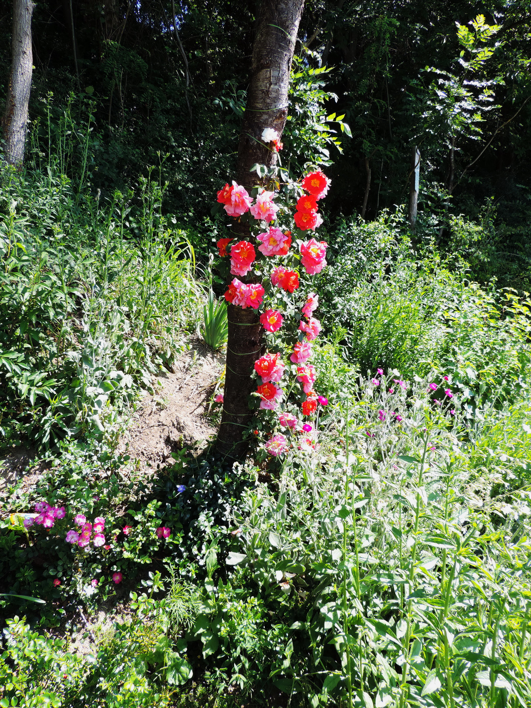 170528050_Blu_Blumenschmuck