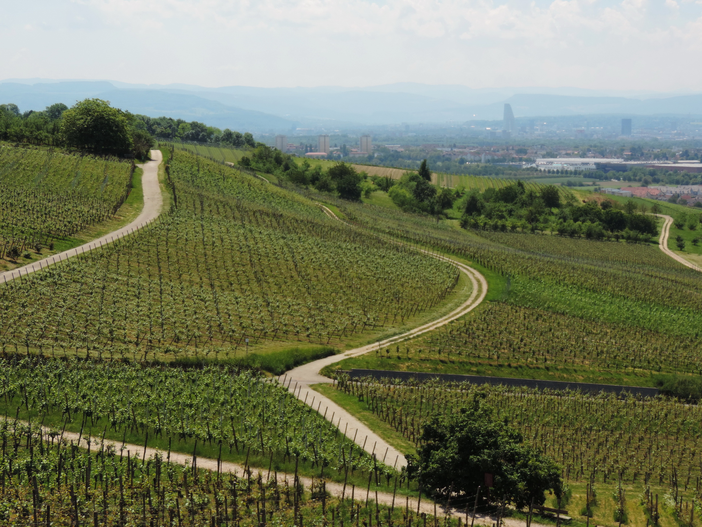 170528081_B_Weinberge Loerach