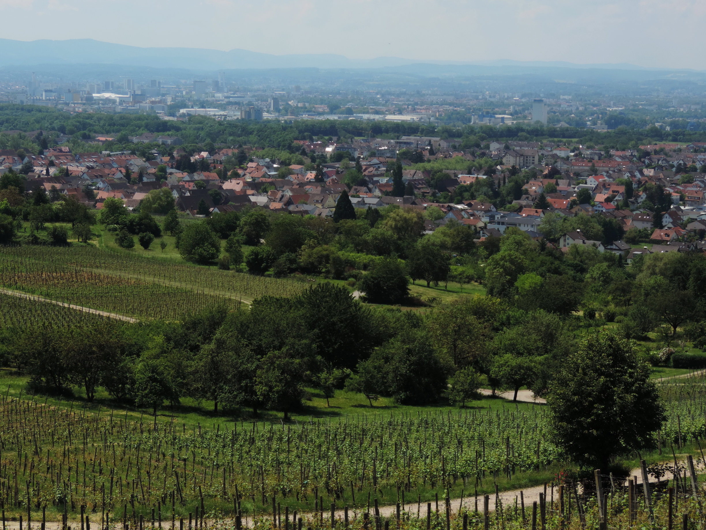 170528082_B_Weinberge Loerach