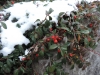 171203005_Blu_Winterlich