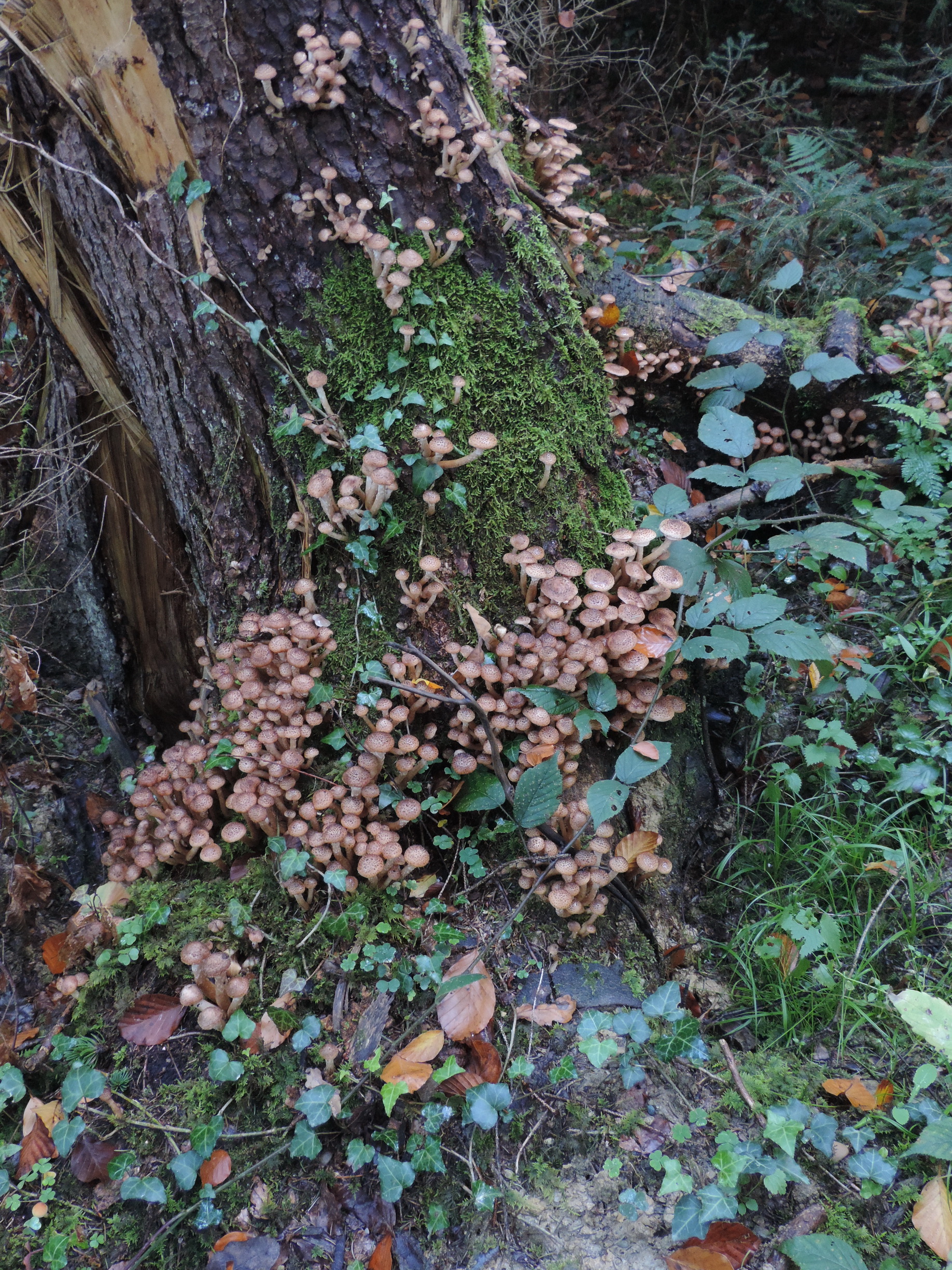 171003094_Blu_Pilze