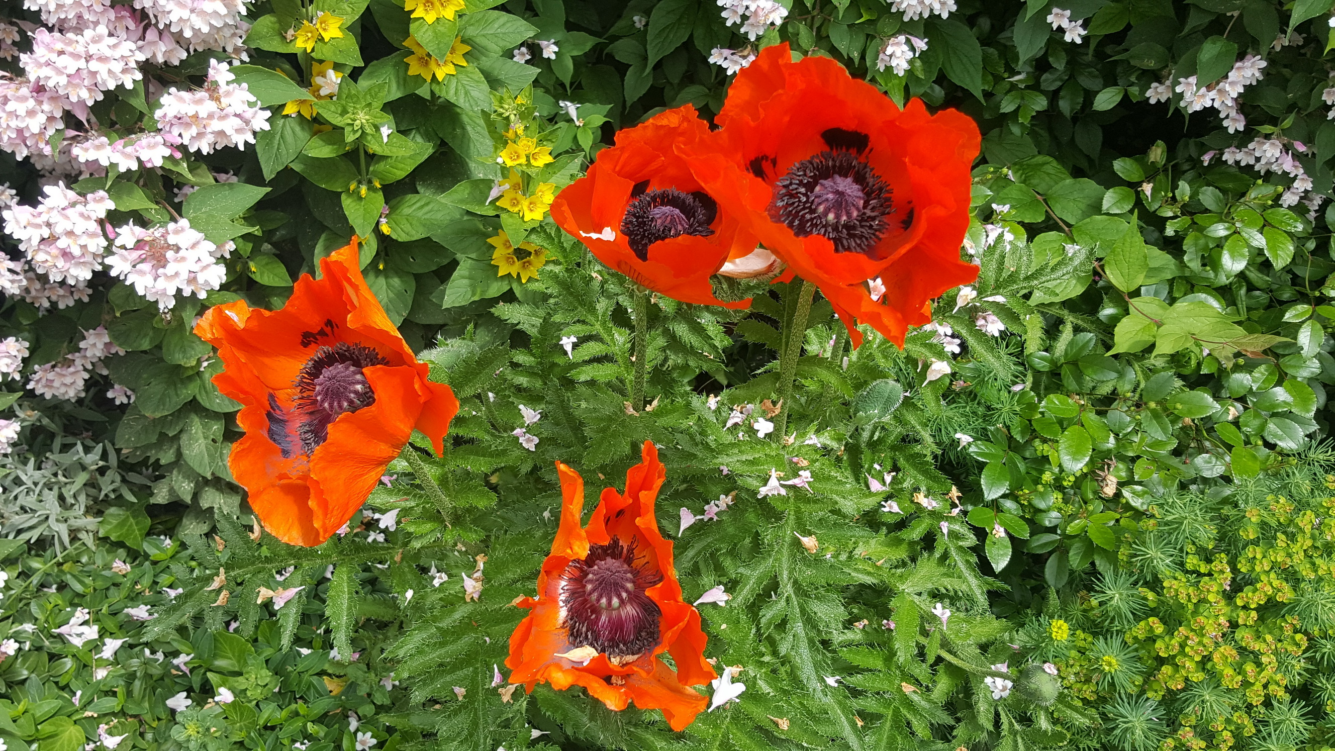 180527006_Blu_Mohn