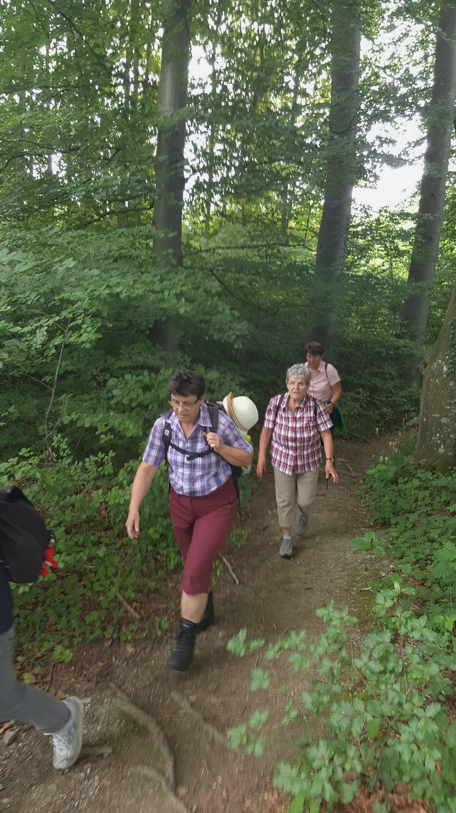 180527007_B_Aufstieg im Wald