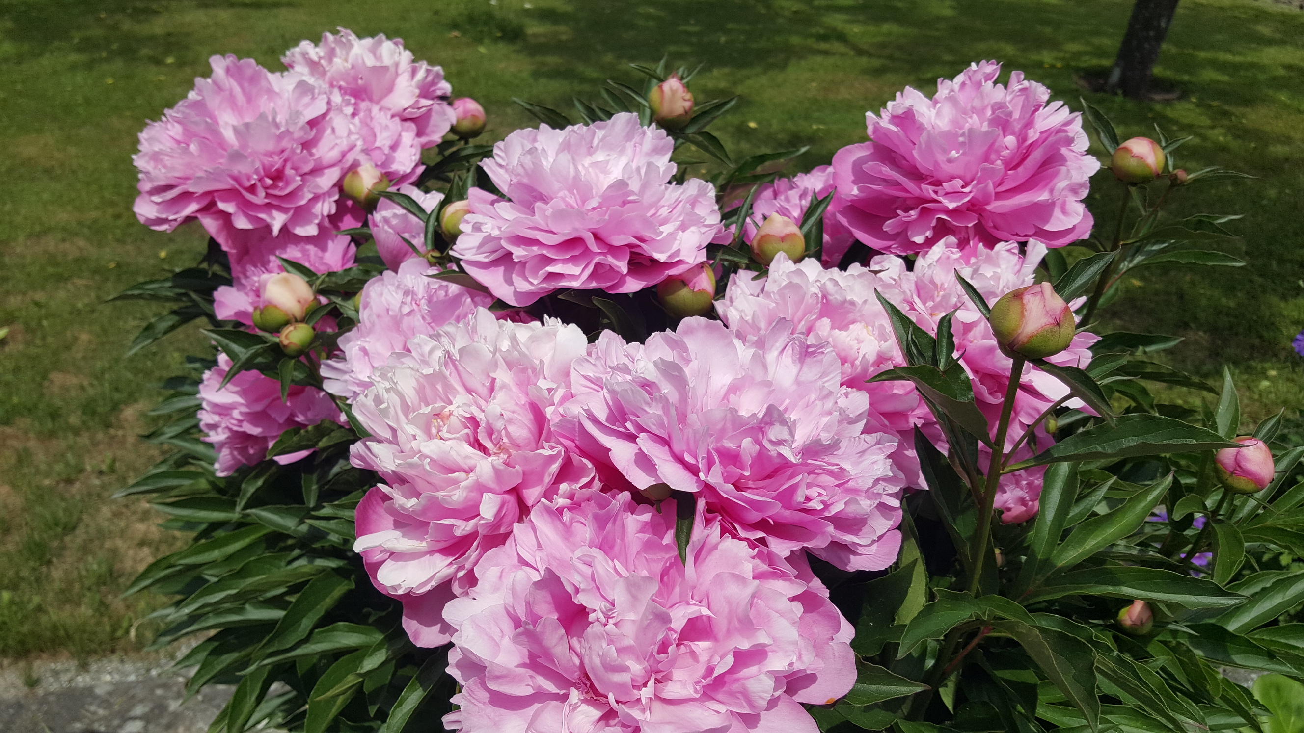 180527043_Blu_Pfingstrosen
