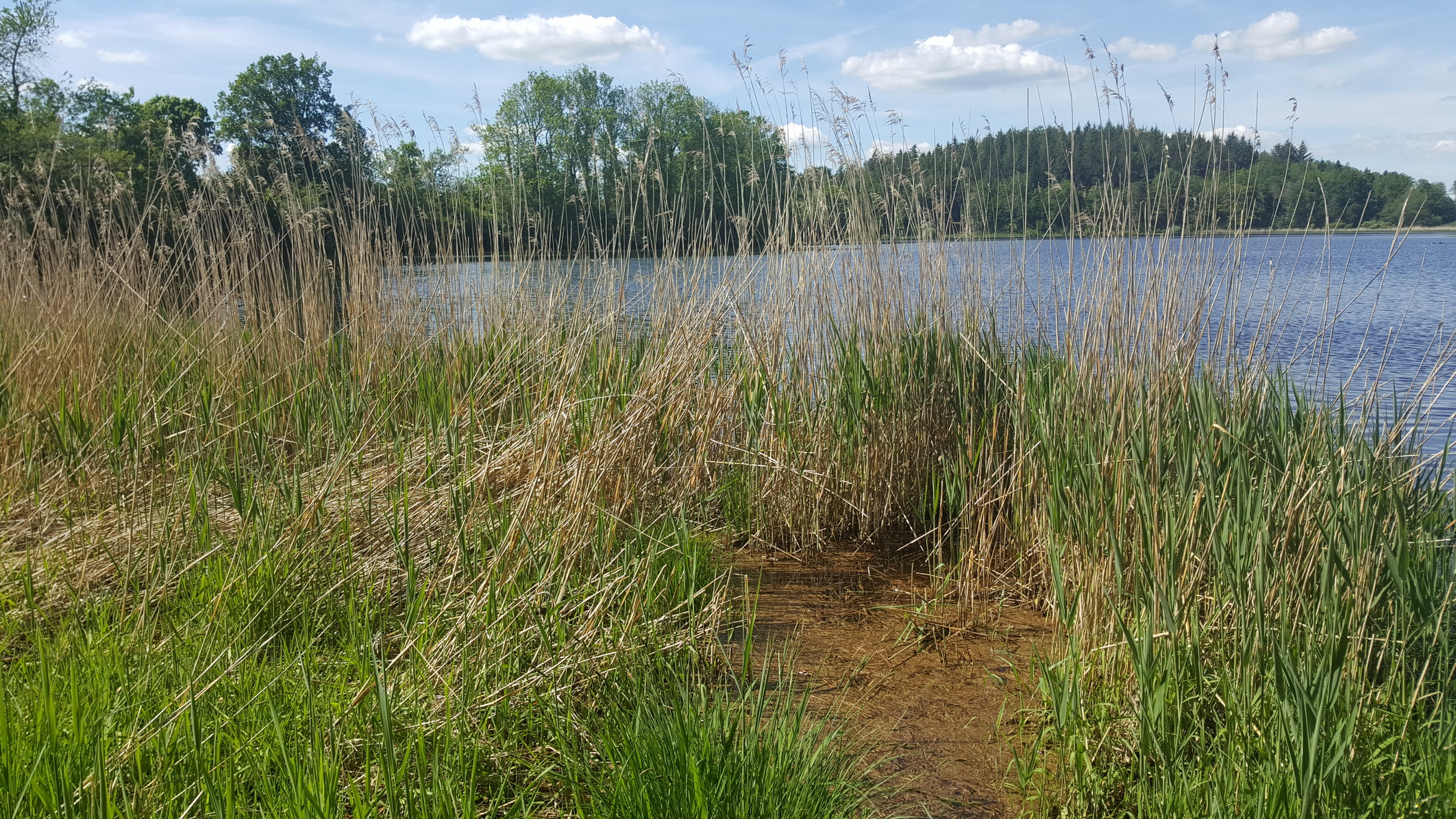 190601049_B_Roessler Weiher