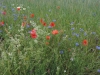 190620093_Blu_Mohn und Kornblumen