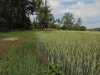 190621043_B_zwischen Erlach und Buechelberg