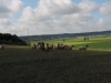 190621052_BTi_Schafe zwischen Erlach und Buechelberg