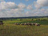 190621053_Bti_Schafe zwischen Erlach und Buechelberg