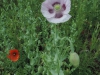 190621120_Blu_Mohnblumen