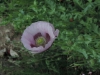 190621123_Blu_Mohnblumen
