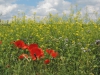 190621127_Blu_Mohnblumen mit Raps