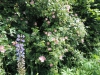 190621137_Blu_Lupinien und Heckenrosen
