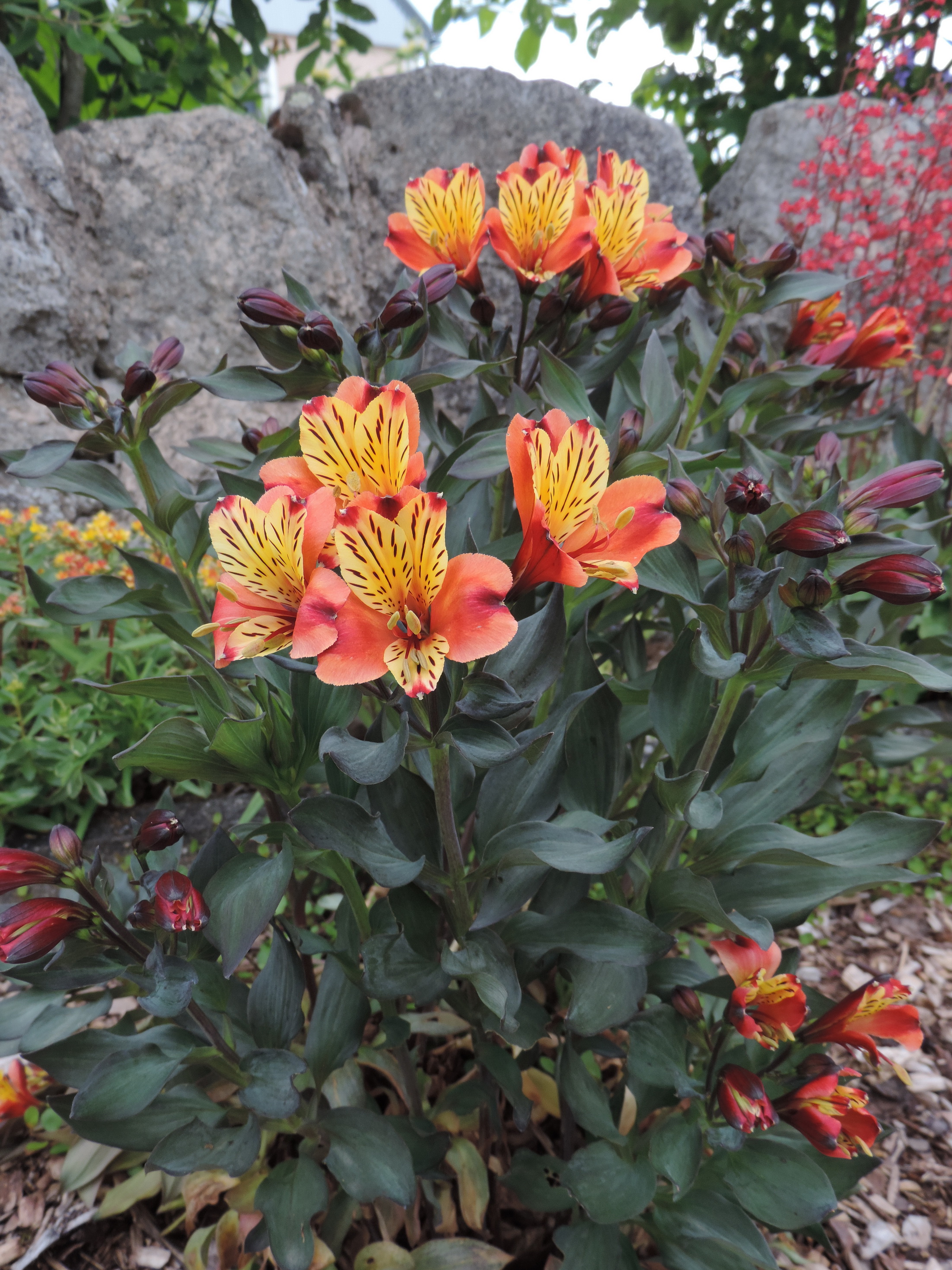 190622042_Blu_alstroemeria-orange-king