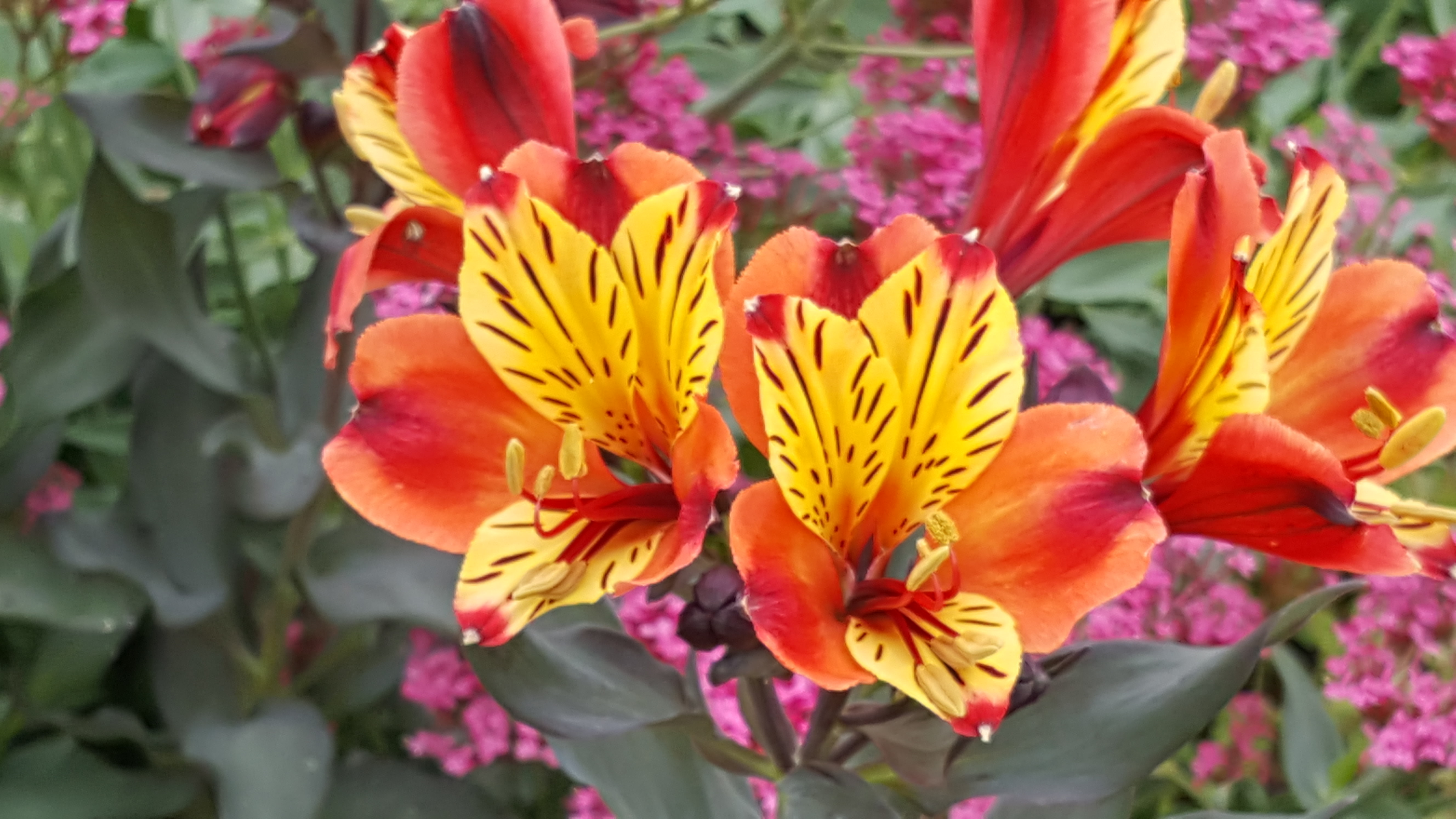 190622044_Blu_alstroemeria-orange-king