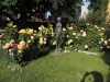 190622012_Blu_Rosen mit Statue