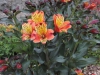 190622042_Blu_alstroemeria-orange-king