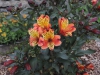 190622043_Blu_alstroemeria-orange-king