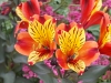 190622044_Blu_alstroemeria-orange-king