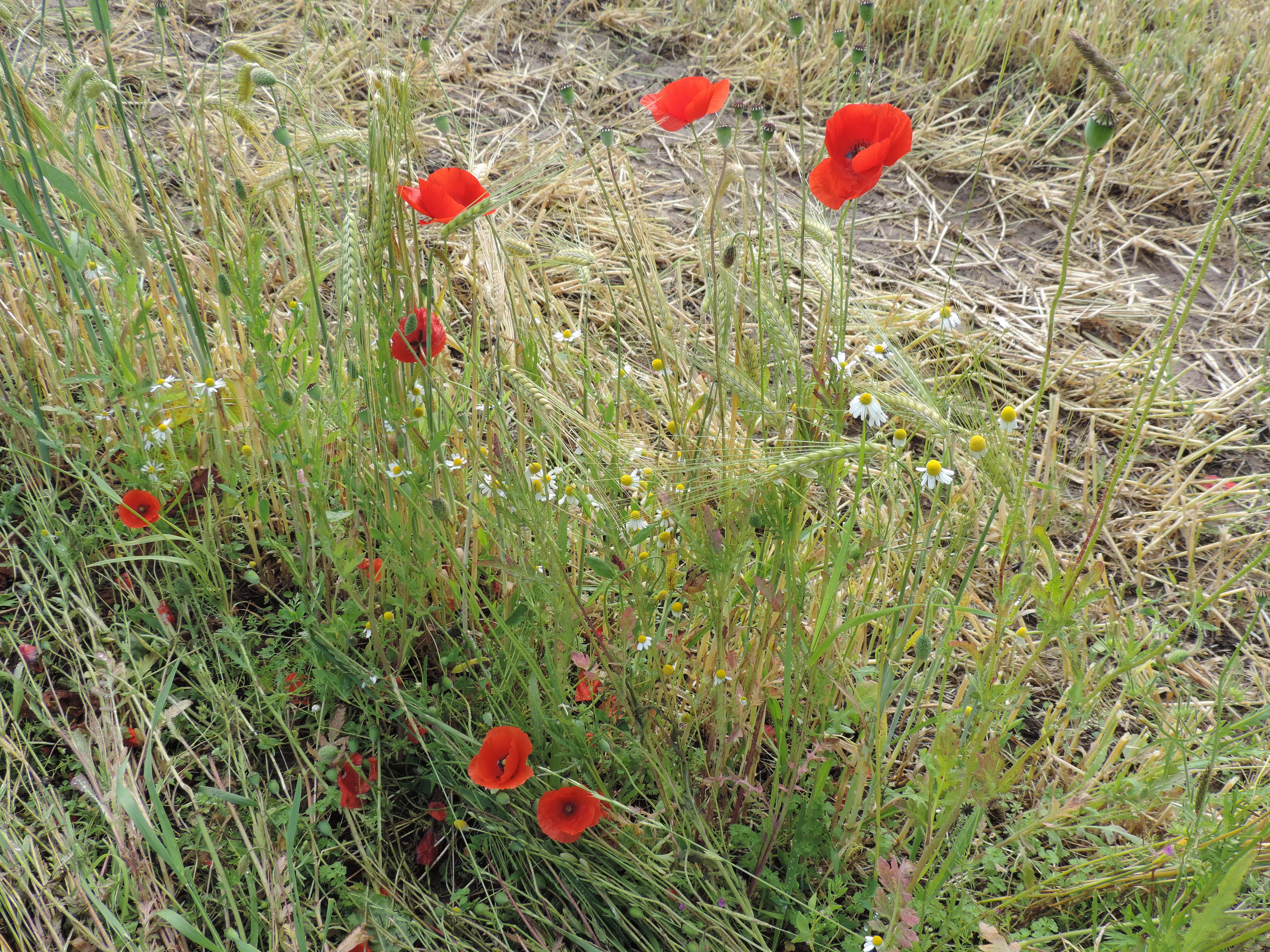 190623048_Blu_Mohn und Getreide