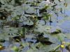 190623055_Blu_Seerosen Rotach mit Muehleweiher